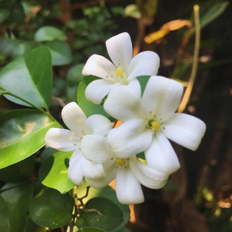 Orange Jasmine Plant Live, Gallon Pot, Jasmine Flower Plant Pot Live for Your Flower Garden