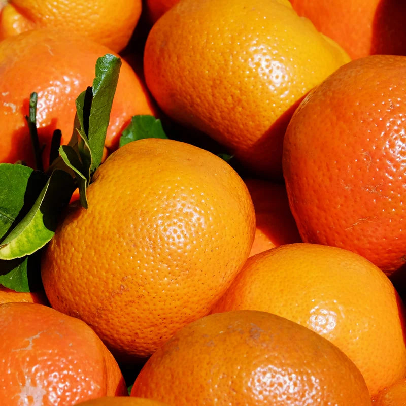 Orange Plant, Honey Fruit Tree Orange, Live Orange Fruit Tree 2 Feet Height No Ship To CA