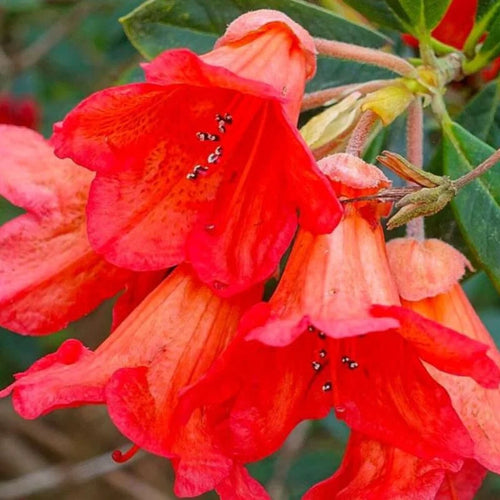 Orange Rhododendron Plant - Live Azalea Bush - Ready to Plant - Outdoor Shrubs
