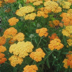 Orange Yarrow Plant Live, 3 Inch Pot, Perennial Flower Garden Plant