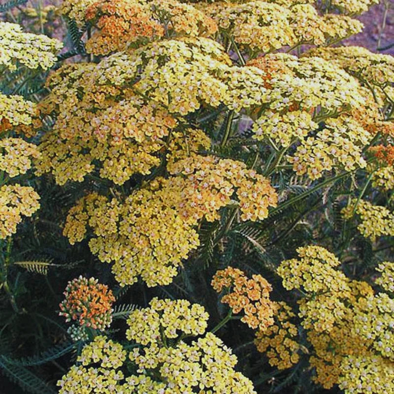 Orange Yarrow Plants Live - Perennial Flower Plant - 3 Inch Pot - Garden Ready
