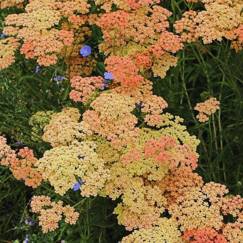 Yarrow Live Plant 3-Pack - Orange Yarrow Flower Plant - 3 Inch Pot Perennial Garden Flower