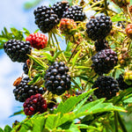 Von Blackberry Plants