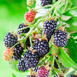 Von Blackberry Plants