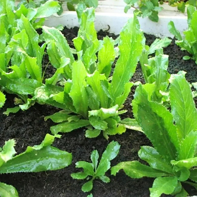 400 Culantro Seeds, Recao Cilantro, Culantro Plant Live Not Seeds,Culinary Herb Seeds
