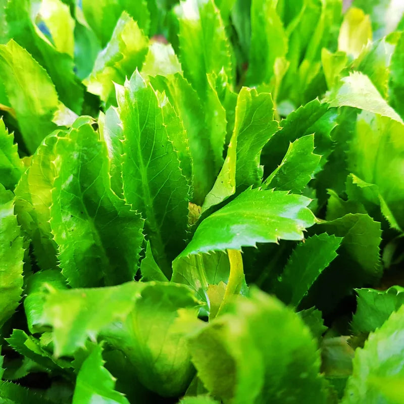 1000 Culantro Seeds, Recao Cilantro Herb Seeds, Culantro Plant Live Not Seeds, Culinary Herb Seeds