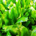 1000 Culantro Seeds, Recao Cilantro Herb Seeds, Culantro Plant Live Not Seeds, Culinary Herb Seeds