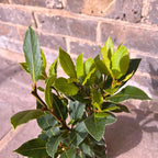 Pack 2 Bay Leaf Trees Live Plants, Laurus Nobilis Trees Live Plants, Sweet Bay Plant Live, Fragrant Bayleaf Tree, Laurel Bay Leaves Bare Root, 4 to 7 Inc Well-Rooted Plant Live
