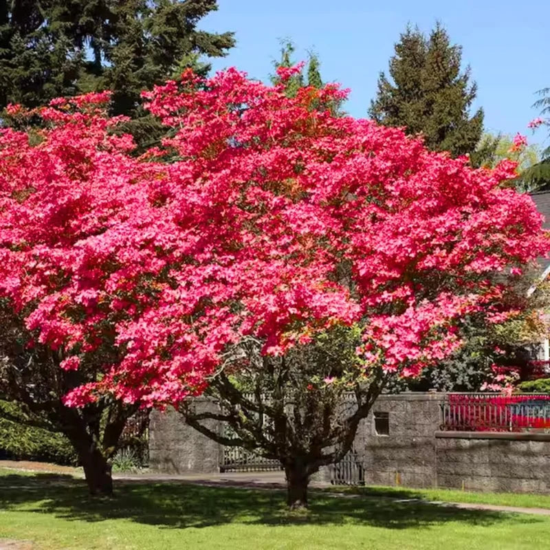 Pack 2 Pink Dogwood Trees for Planting Outdoors, 6 to 12 Inc Tall Pink Flowersing Dogwood Trees Live Plants in Quart Pot, Pink Dogwood Tree Plants