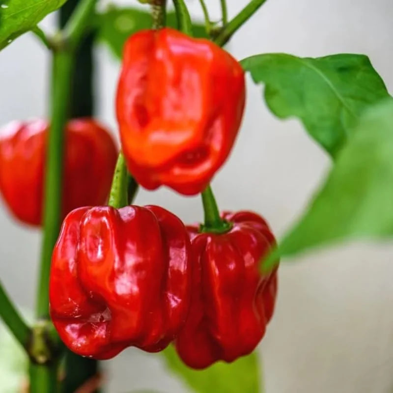 Set 6 Red Habanero Pepper Plants Live in 6 Inc Pot, Hot Habanero Pepper Live Plants for Planting, 70 Days Old Pepper for Gardening