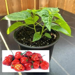 Pack 6 Red Habanero Pepper Plants Live, Hot Habanero Pepper Live Plants for Planting, 80 Days Old Pepper for Growing