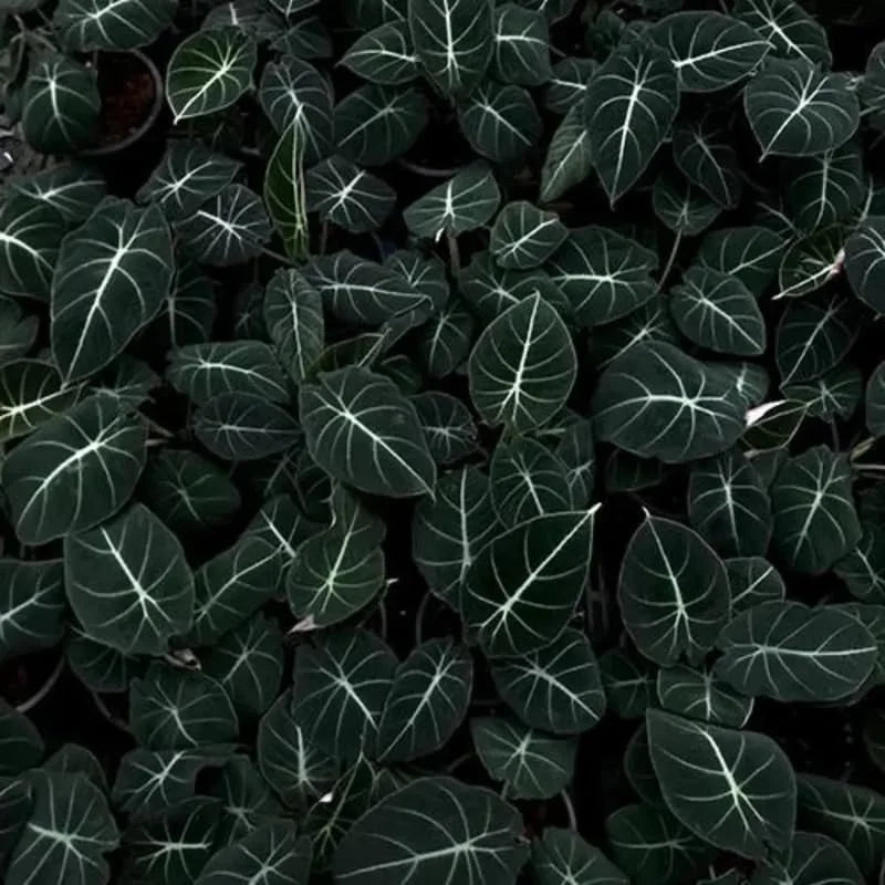 Pack 5 Black Velvet Alocasia Live Plant for Planting, Indoor Houseplant Alocasia Plant Live, 5 to 7 Inc Tall, Bare Root, Alocasia Colocasia Taro Plant for Ornamental Plants