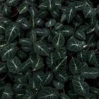 Pack 5 Black Velvet Alocasia Live Plant for Planting, Indoor Houseplant Alocasia Plant Live, 5 to 7 Inc Tall, Bare Root, Alocasia Colocasia Taro Plant for Ornamental Plants