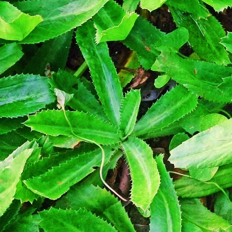 400 Culantro Seeds, Recao Cilantro, Culantro Plant Live Not Seeds,Culinary Herb Seeds