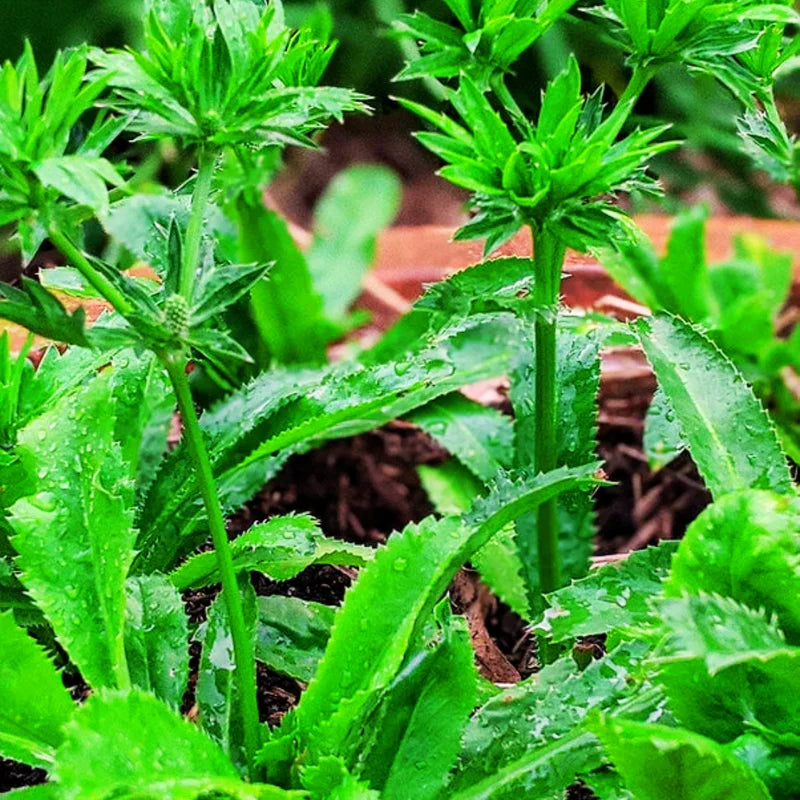 1000 Culantro Seeds, Recao Cilantro Herb Seeds, Culantro Plant Live Not Seeds, Culinary Herb Seeds