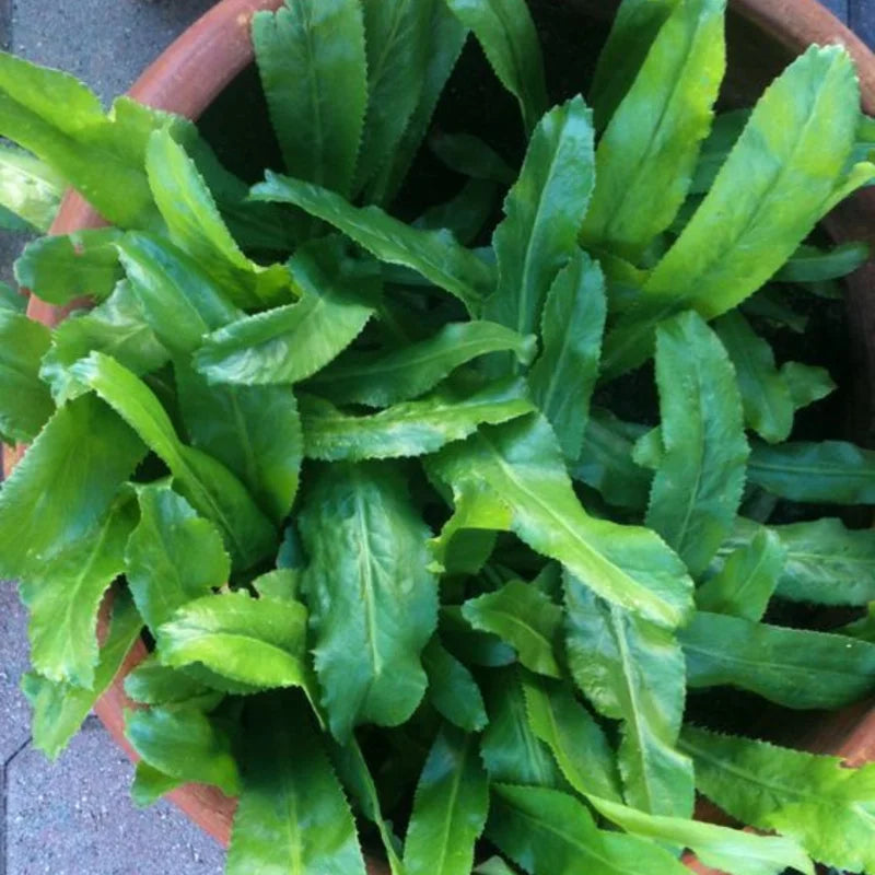 400 Culantro Seeds, Recao Cilantro, Culantro Plant Live Not Seeds,Culinary Herb Seeds