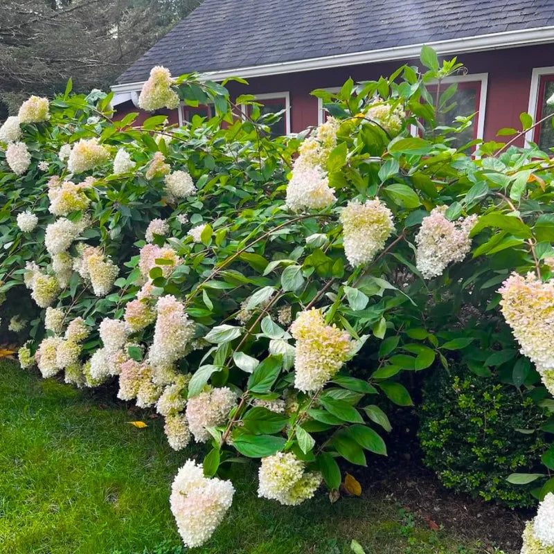 Pack 3 Pee Gee Hydrangea Trees Live Plants Bare Roots, Hydrangea Shrub, Change Color Flowers Hydrangea for Planting, Hardy Hydrangea Bush, Zone 5 to 9