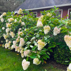 Pack 3 Pee Gee Hydrangea Trees Live Plants Bare Roots, Hydrangea Shrub, Change Color Flowers Hydrangea for Planting, Hardy Hydrangea Bush, Zone 5 to 9