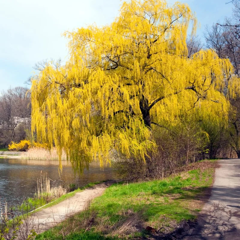 Pack 5 Weeping Willow Trees 1-2 Years Old Well Rooted, Weeping Willow Live Plants, Fast And Hardy Growing Tree for Bonsai Or Garden