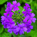 Pack 6 Purple Perennial Verbena Plants, Purple Verbena Live Plants, Verbena Plants Live for Planting, Purple Verbena Plants in Zones 7 to 11