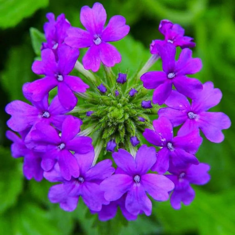 Pack 6 Purple Perennial Verbena Plants, Purple Verbena Live Plants, Verbena Plants Live for Planting, Purple Verbena Plants in Zones 7 to 11
