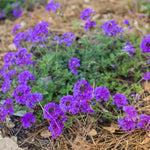 Pack 6 Purple Perennial Verbena Plants, Purple Verbena Live Plants, Verbena Plants Live for Planting, Purple Verbena Plants in Zones 7 to 11