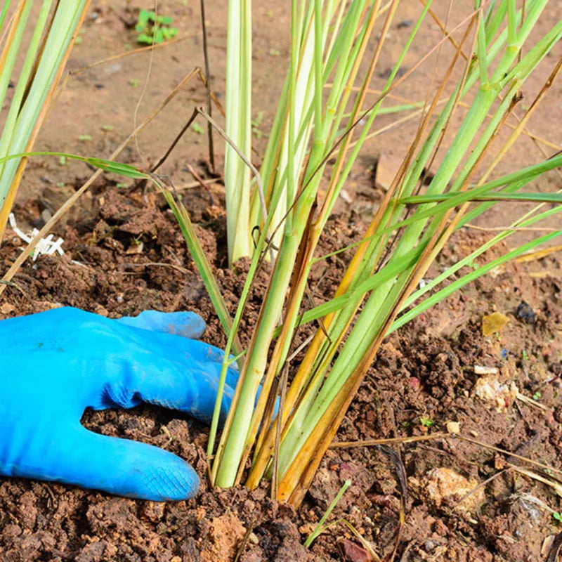 Lemongrass Live Plants Set of 2 5-9 Inches Green Indoor Outdoor Herbs