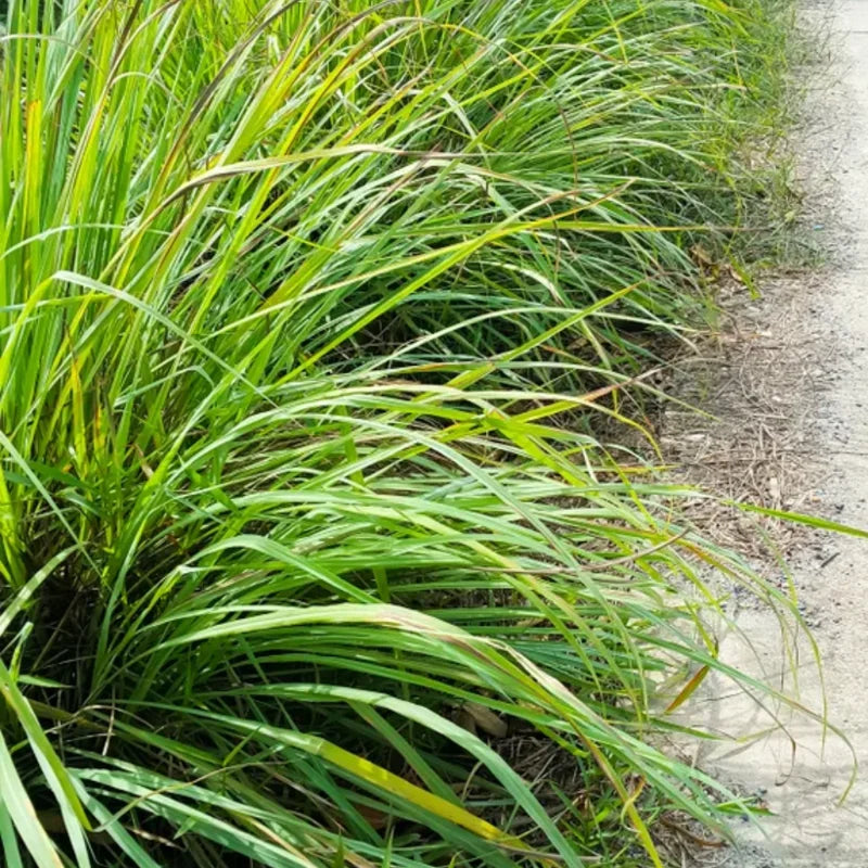 Lemongrass Live Plants Set of 2 5-9 Inches Green Indoor Outdoor Herbs