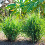 Lemon Grass Live Plant Set of 2 for Indoor Outdoor Gardens Green Herbs