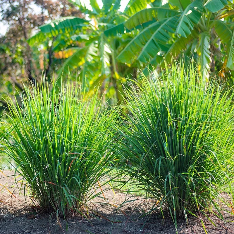 Lemon Grass Live Plant Set of 2 for Indoor Outdoor Gardens Green Herbs