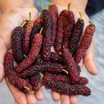 Pakistan Mulberry Tree - 10-14 Inch Tall in 6-Inch Pot - Mulberry Bush Live Plant for Outdoor Planting