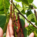 Pakistan Mulberry Bush - 10-14 Inch Mulberry Tree Live Plant in 6-Inch Pot - Perfect for Garden And Landscaping