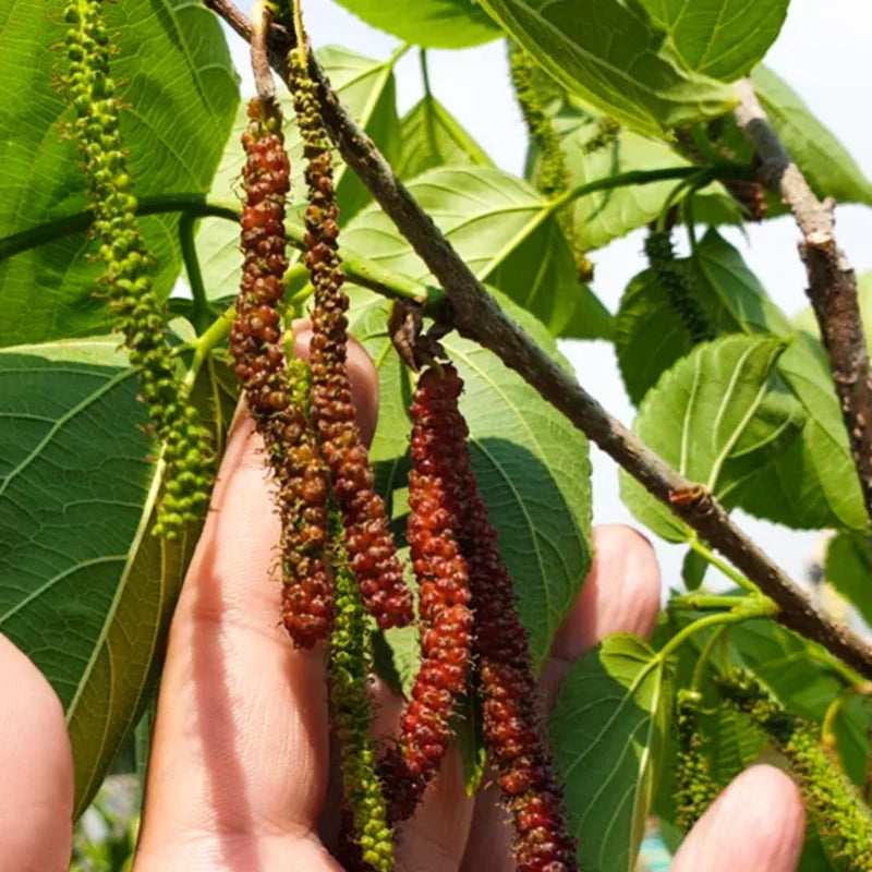 Pakistan Mulberry Bush - 10-14 Inch Mulberry Tree Live Plant in 6-Inch Pot - Perfect for Garden And Landscaping
