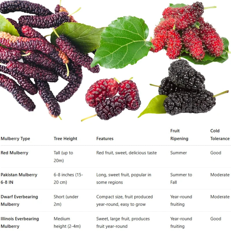 Illinois Everbearing Mulberry Tree Starter Plant - 6-8 Inches Tall - Edible Fruit