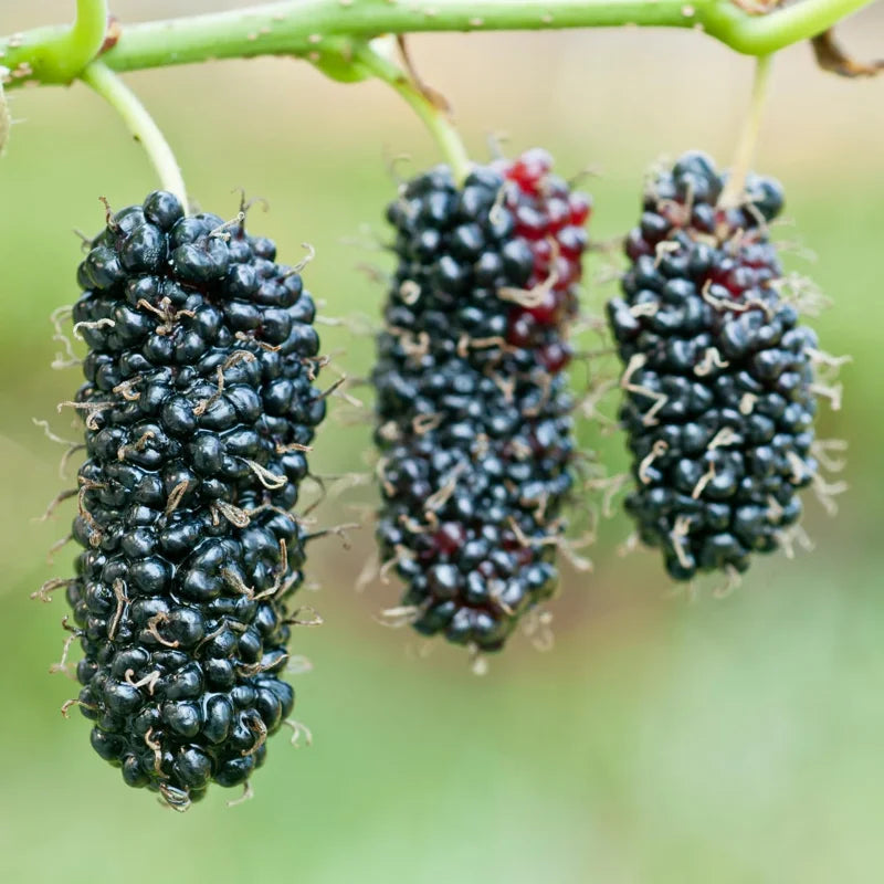 Pakistan Mulberry Tree Starter Plant - Edible Fruit - 6-8 Inches Live Plant
