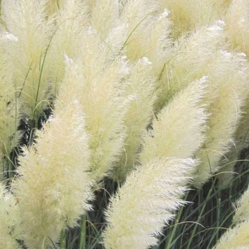 Pampas Grass Plant Live, White Pampas Grass Plants for Planting 4" to 7" Tall