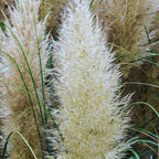 White Pampas Grass Plants Set - 2 Inch Potted Ornamental Grass Clump