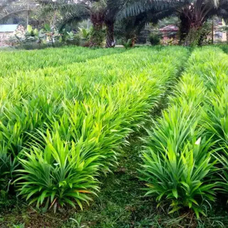 Pandan Plants - 2 Live Plants Fragrant Leaf Outdoor Planting Zones 9-11