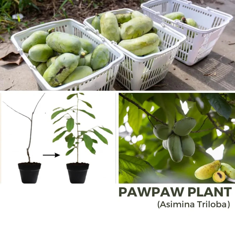 3 Common Pawpaw Trees Live Plants, Paw Paw Plant Indian Banana Trees Asimina Triloba, 6 to 12 Inches In Height In Quart Pot