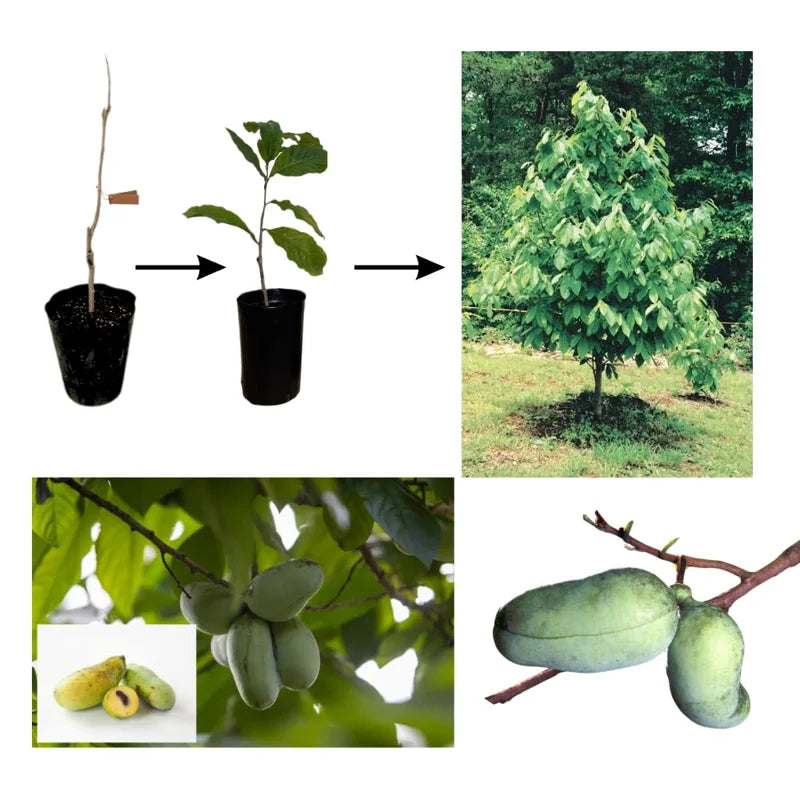 3 Common Pawpaw Trees Live Plants, Paw Paw Plant Indian Banana Trees Asimina Triloba, 6 to 12 Inches In Height In Quart Pot