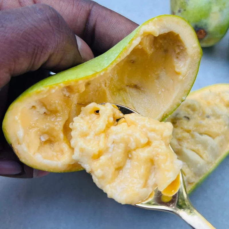 3 Common Pawpaw Trees Live Plants, Paw Paw Plant Indian Banana Trees Asimina Triloba, 6 to 12 Inches In Height In Quart Pot