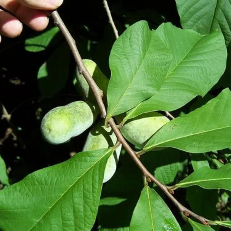 3 Common Pawpaw Trees Live Plants, Paw Paw Plant Indian Banana Trees Asimina Triloba, 6 to 12 Inches In Height In Quart Pot