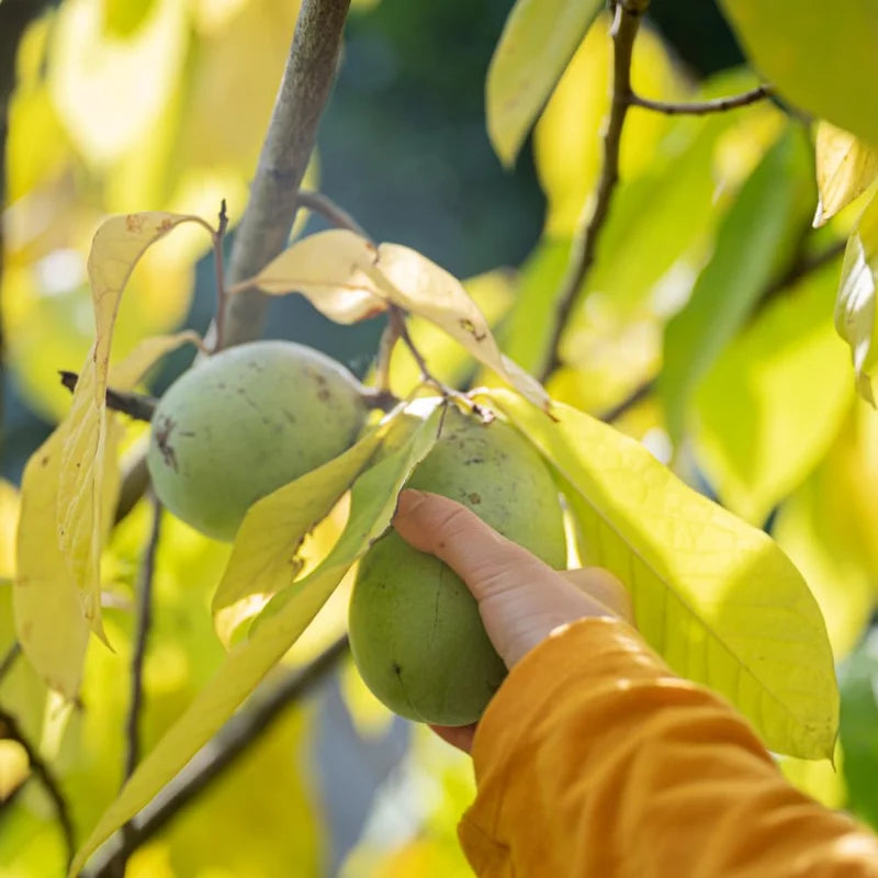 Pawpaw Fruit Trees - 2 Live Paw Paw Plants Starter - 5-7" Tall - Hardy Sweet Fruit