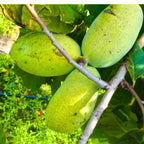 Pawpaw Tree Live Plant, Paw Paw Trees Plants Live in Quart Inc Pot, Asimina Triloba Trees for Planting, 6-12" Tall Live Plants