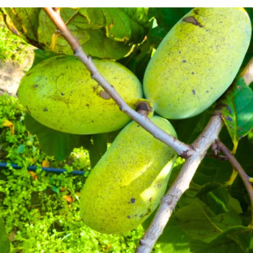 Pawpaw Tree Live Plant, Paw Paw Trees Plants Live in Quart Inc Pot, Asimina Triloba Trees for Planting, 6-12" Tall Live Plants