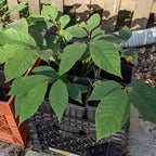 Pawpaw Tree Live Plant, Paw Paw Trees Plants Live in Quart Inc Pot, Asimina Triloba Trees for Planting, 6-12" Tall Live Plants