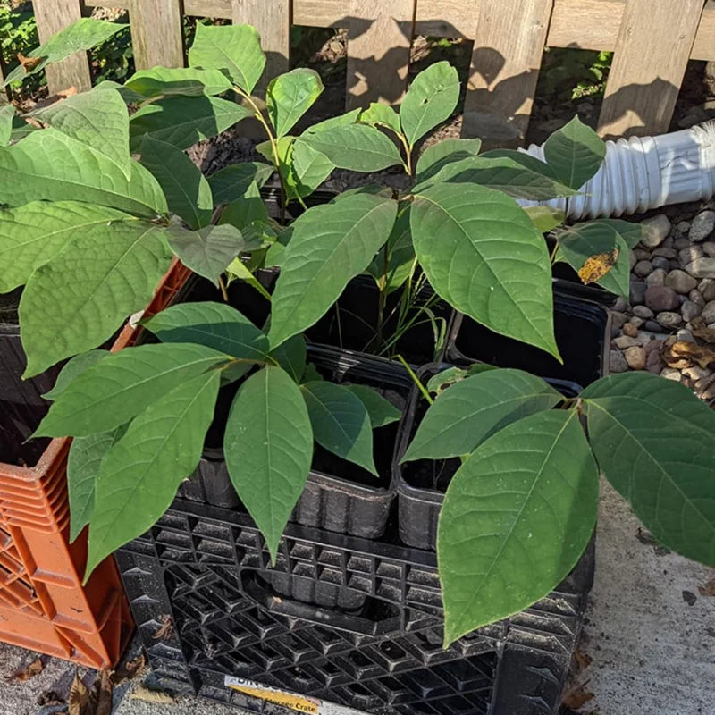 Pawpaw Tree Live Plant, Paw Paw Trees Plants Live in Quart Inc Pot, Asimina Triloba Trees for Planting, 6-12" Tall Live Plants