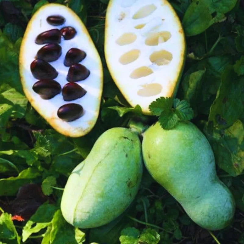 Pawpaw Tree Live Plant, Paw Paw Trees Plants Live in Quart Inc Pot, Asimina Triloba Trees for Planting, 6-12" Tall Live Plants