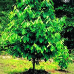 Pawpaw Tree Live Plant, Paw Paw Trees Plants Live in Quart Inc Pot, Asimina Triloba Trees for Planting, 6-12" Tall Live Plants