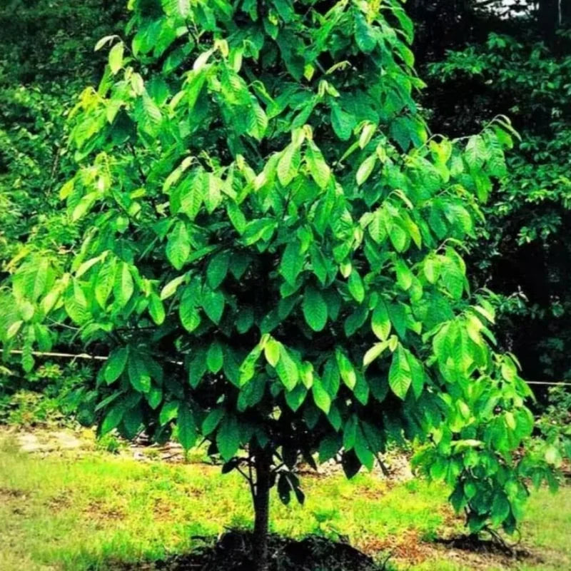 Pawpaw Tree Live Plant, Paw Paw Trees Plants Live in Quart Inc Pot, Asimina Triloba Trees for Planting, 6-12" Tall Live Plants